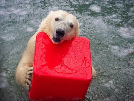 Ağ ayı zooparka cütləşmək üçün yeni gətirilmiş rəfiqəsini öldürdü